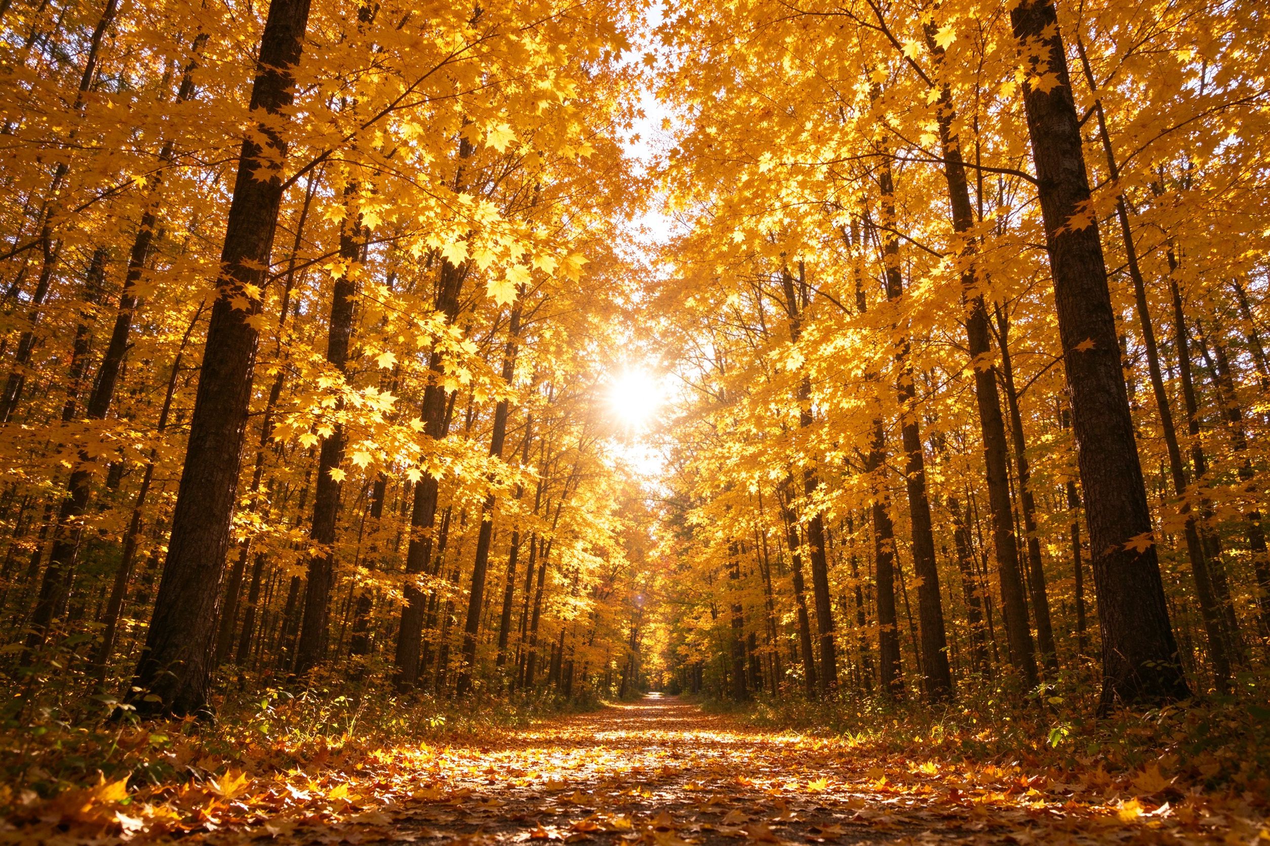 Autumn forest light