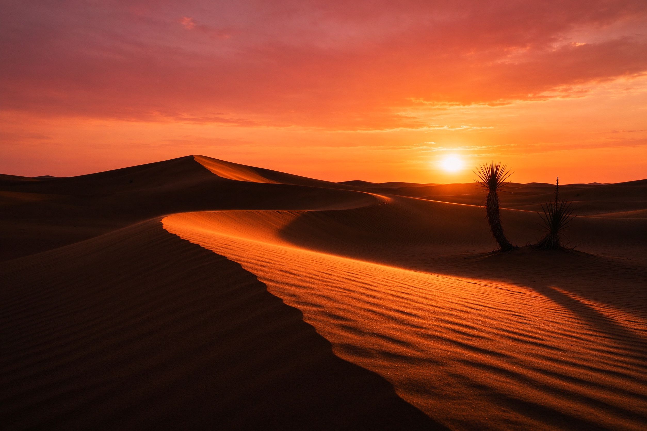 Desert sunset